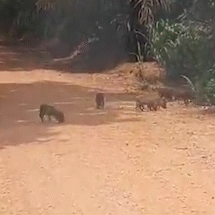 Fam&iacute;lia de catetos atravessa estrada e rende flagrante fofo em Bonito