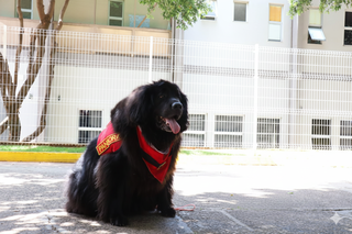Pandora é “ursa” de 60 kg que virou bombeira e salvou a própria dona Pandora é “ursa” de 60 kg que virou bombeira e salvou a própria dona