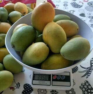 Com 40 kg de manga e aviso, povo poupa mesa, mas leva até bacia Com 40 kg de manga e aviso, povo poupa mesa, mas leva até bacia