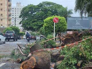 &Aacute;rvore desaba durante temporal e causa perda total em carro rec&eacute;m-comprado 