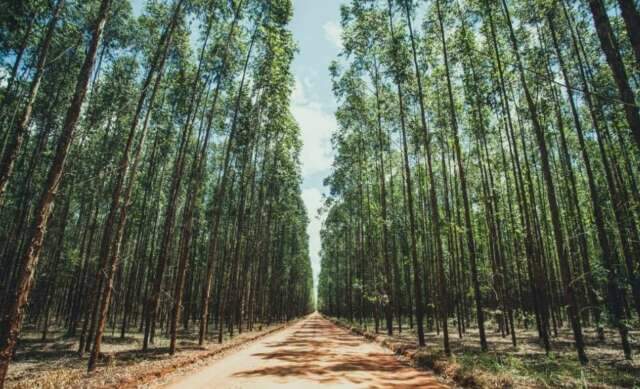 Governo refor&ccedil;a o cerco sanit&aacute;rio sobre o plantio de eucalipto