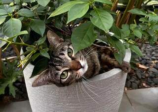 Desaparecida há 4 dias, Nina preocupa família durante período de chuvas Desaparecida há 4 dias, Nina preocupa família durante período de chuvas