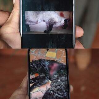 Moradores denunciam tutor de cães "caramelo" após morte de mais de 30 gatos Moradores denunciam tutor de cães "caramelo" após morte de mais de 30 gatos