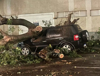 Árvore desaba durante temporal e causa perda total em carro recém-comprado Árvore desaba durante temporal e causa perda total em carro recém-comprado