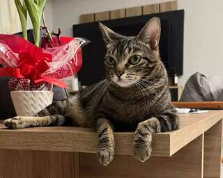 Desaparecida há 4 dias, Nina preocupa família durante período de chuvas Desaparecida há 4 dias, Nina preocupa família durante período de chuvas