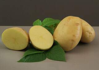 Embrapa lan&ccedil;a batata &ldquo;Braschips&rdquo;, criada sob medida para a ind&uacute;stria de chips