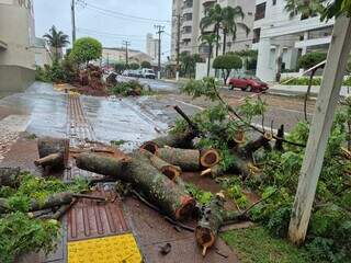 &Aacute;rvore desaba durante temporal e causa perda total em carro rec&eacute;m-comprado 