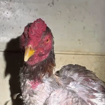 Homem &eacute; preso por criar galos e promover rinhas