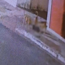 Moradores denunciam tutor de c&atilde;es &quot;caramelo&quot; ap&oacute;s morte de mais de 30 gatos