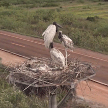 Fot&oacute;grafo flagra fam&iacute;lia de tuiui&uacute; em ninho artificial na BR-262
