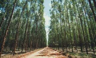 Governo reforça o cerco sanitário sobre o plantio de eucalipto Governo reforça o cerco sanitário sobre o plantio de eucalipto