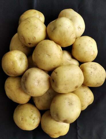 Embrapa lan&ccedil;a batata &ldquo;Braschips&rdquo;, criada sob medida para a ind&uacute;stria de chips