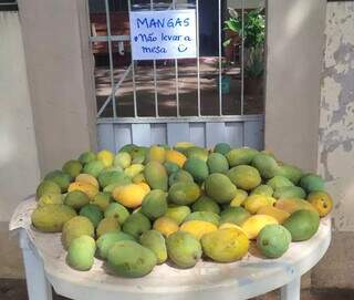 Com 40 kg de manga e aviso, povo poupa mesa, mas leva até bacia Com 40 kg de manga e aviso, povo poupa mesa, mas leva até bacia