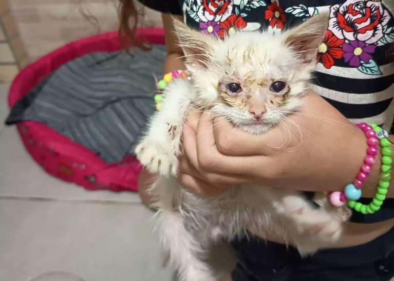 Sabia que seu gato pode ficar sem olho por "gripezinha" felina?