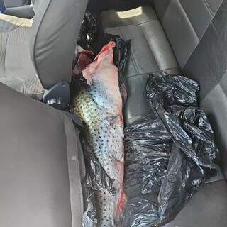 Após multa de R$ 33 mil, pintado de 21 kg vira doação para hospital Após multa de R$ 33 mil, pintado de 21 kg vira doação para hospital