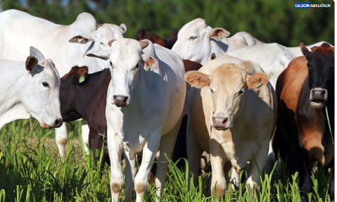 Pecu&aacute;ria brasileira vive trimestre de recordes e acelera rumo a novos mercados