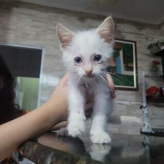 Sabia que seu gato pode ficar sem olho por "gripezinha" felina? Sabia que seu gato pode ficar sem olho por "gripezinha" felina?