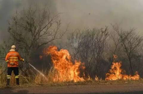 Cientista de MS investiga rela&ccedil;&atilde;o entre queimadas e &quot;super&quot; fungos no Pantanal
