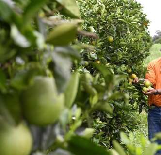 MS quer produzir melhor suco do Brasil com 50 mil hectares de laranja at&eacute; 2030
