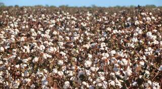 Safra do País deve cair em 2026, e MS perde área enquanto mantém peso nacional Safra do País deve cair em 2026, e MS perde área enquanto mantém peso nacional