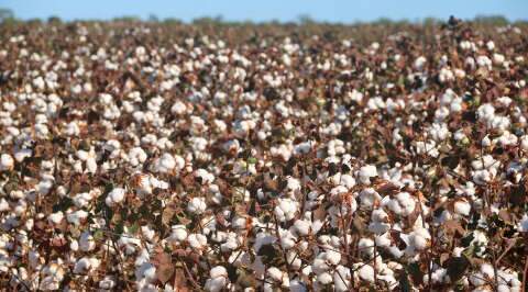 Safra do Pa&iacute;s deve cair em 2026, e MS perde &aacute;rea enquanto mant&eacute;m peso nacional