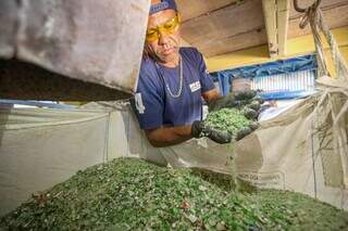 Com a&ccedil;&atilde;o &quot;formiguinha&quot;, trabalhador rala todo ano para ser campe&atilde;o da reciclagem