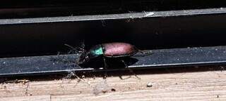 Praga do calor, besouros incomodam moradores e comerciantes em Campo Grande