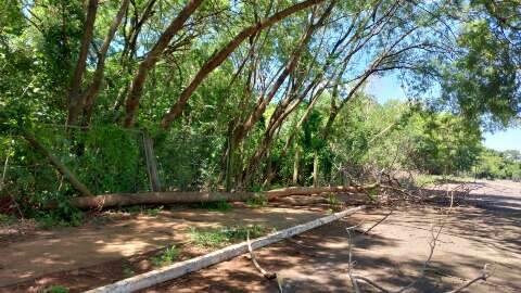 Queda de &aacute;rvores vira rotina e atrapalha tr&acirc;nsito na Vila Popular