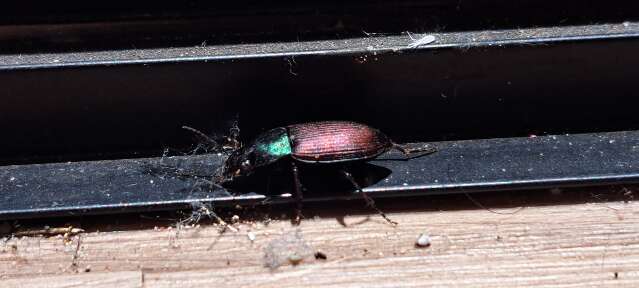 Praga do calor, besouros incomodam moradores e comerciantes em Campo Grande