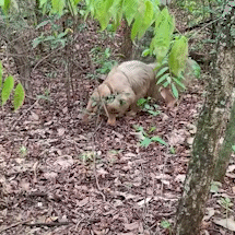 Sem notar presen&ccedil;a humana, tamandu&aacute; albino quase esbarra em pesquisadora