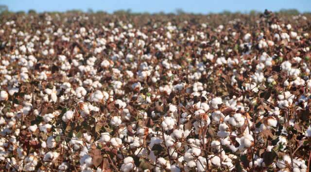 Safra do País deve cair em 2026, e MS perde área enquanto mantém peso nacional