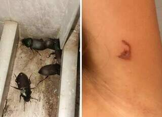 Praga do calor, besouros incomodam moradores e comerciantes em Campo Grande