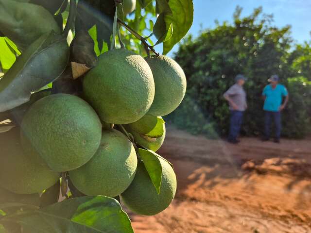 Com sal&aacute;rios de at&eacute; R$ 7 mil, produ&ccedil;&atilde;o de laranja deve ampliar vagas em MS