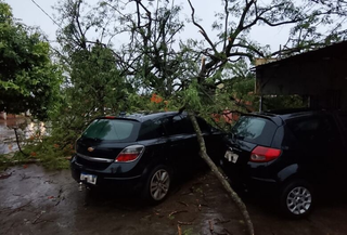 Com chuva, ventania acima de 40 km/h derruba árvores e destelha casas Com chuva, ventania acima de 40 km/h derruba árvores e destelha casas
