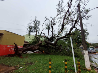 Com chuva, ventania acima de 40 km/h derruba árvores e destelha casas Com chuva, ventania acima de 40 km/h derruba árvores e destelha casas