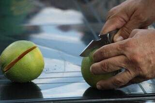 Com salários de até R$ 7 mil, produção de laranja deve ampliar vagas em MS Com salários de até R$ 7 mil, produção de laranja deve ampliar vagas em MS