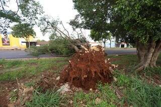 Árvore de grande porte cai e fecha Avenida Gunter Hans no sentido bairro Árvore de grande porte cai e fecha Avenida Gunter Hans no sentido bairro