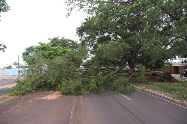 &Aacute;rvore de grande porte cai e fecha Avenida Gunter Hans no sentido bairro