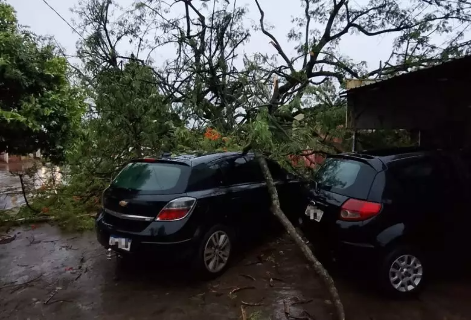 Com chuva, ventania acima de 40 km/h derruba &aacute;rvores e destelha casas