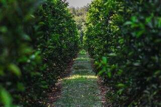 Com salários de até R$ 7 mil, produção de laranja deve ampliar vagas em MS Com salários de até R$ 7 mil, produção de laranja deve ampliar vagas em MS