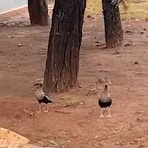 Fam&iacute;lia de 22 marrecos &eacute; resgatada de bueiro no Parque dos Poderes