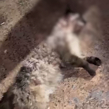 Gangue de caramelos volta &agrave;s ruas ap&oacute;s abaixo-assinado por 30 ataques