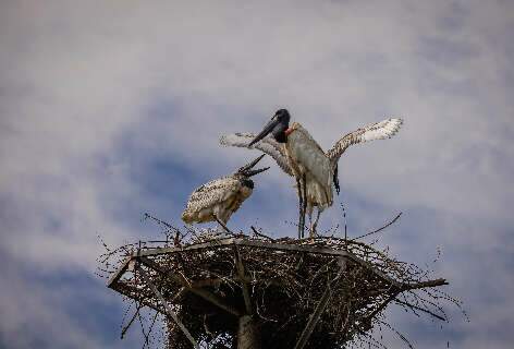 Ninho artificial vira alerta a turistas sobre fogo no Pantanal, diz pesquisador