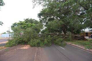 Árvore de grande porte cai e fecha Avenida Gunter Hans no sentido bairro Árvore de grande porte cai e fecha Avenida Gunter Hans no sentido bairro