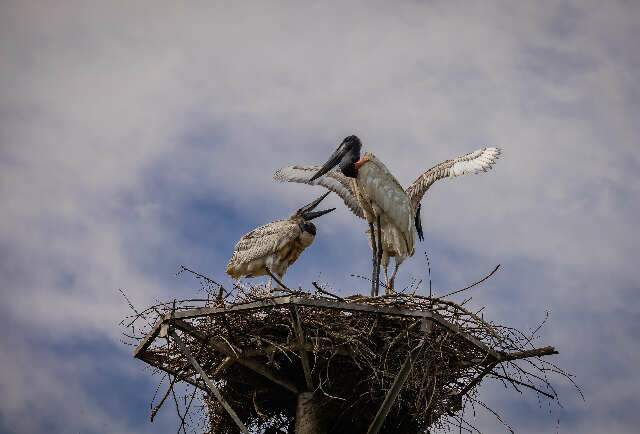 Ninho artificial vira alerta a turistas sobre fogo no Pantanal, diz pesquisador
