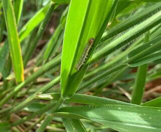 Lagarta devasta pastagens e vira dor de cabeça para produtores no Pantanal Lagarta devasta pastagens e vira dor de cabeça para produtores no Pantanal