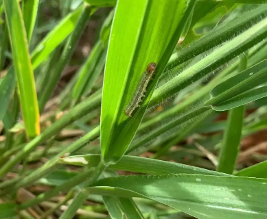 Lagarta devasta pastagens e vira dor de cabe&ccedil;a para produtores no Pantanal