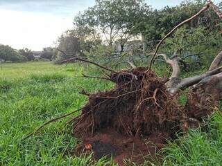Leucena cai durante chuva e quebra muro de creche no Novos Estados Leucena cai durante chuva e quebra muro de creche no Novos Estados