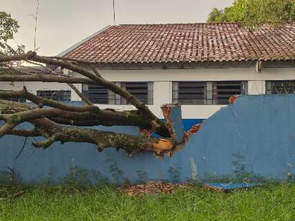 Leucena cai durante chuva e quebra muro de creche no Novos Estados 