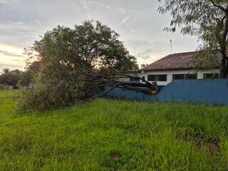 Leucena cai durante chuva e quebra muro de creche no Novos Estados Leucena cai durante chuva e quebra muro de creche no Novos Estados